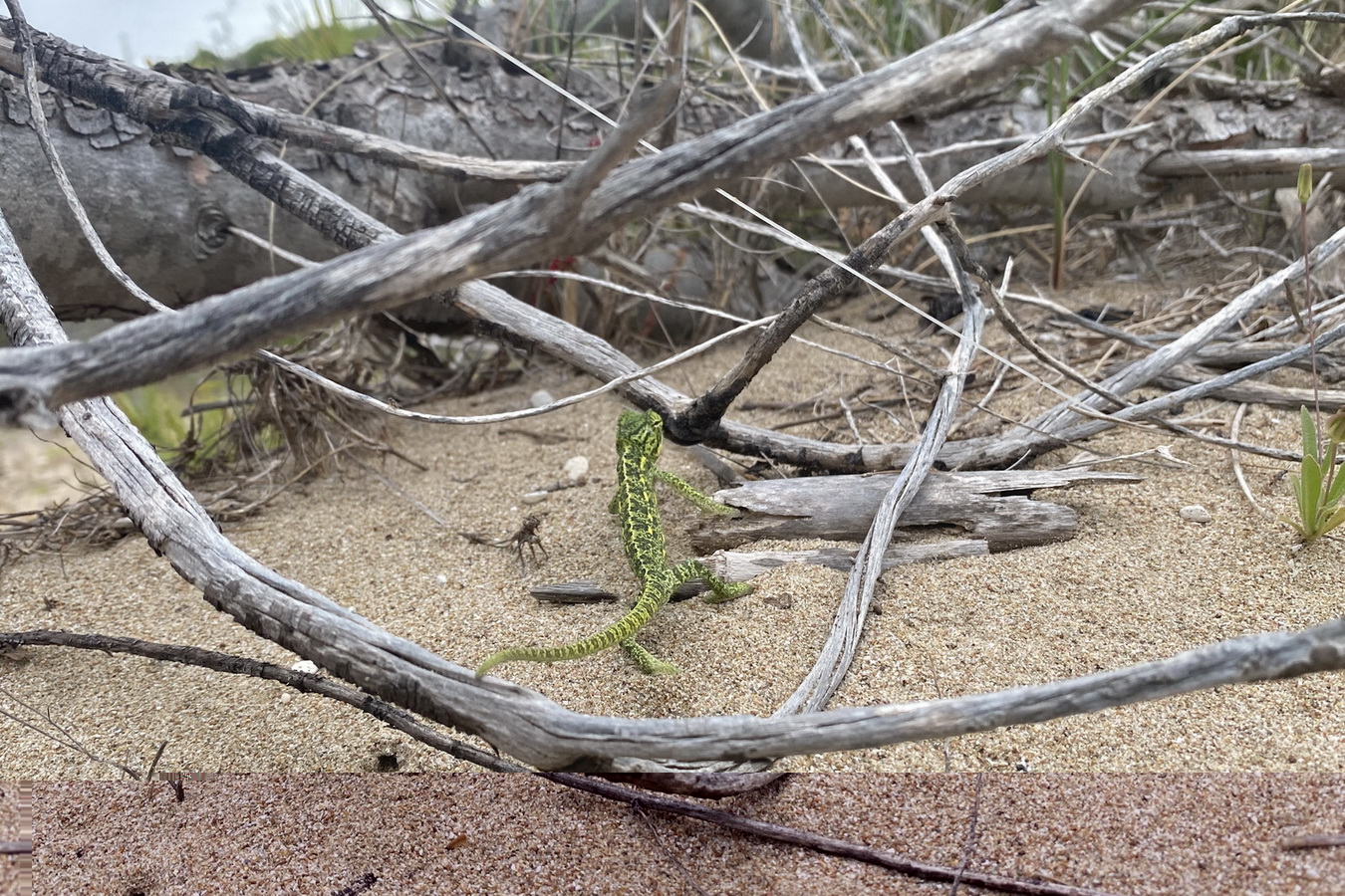 Επανεμφάνιση του Αφρικανικού χαμαιλέοντα στη Βορειοδυτική Πελοπόννησο