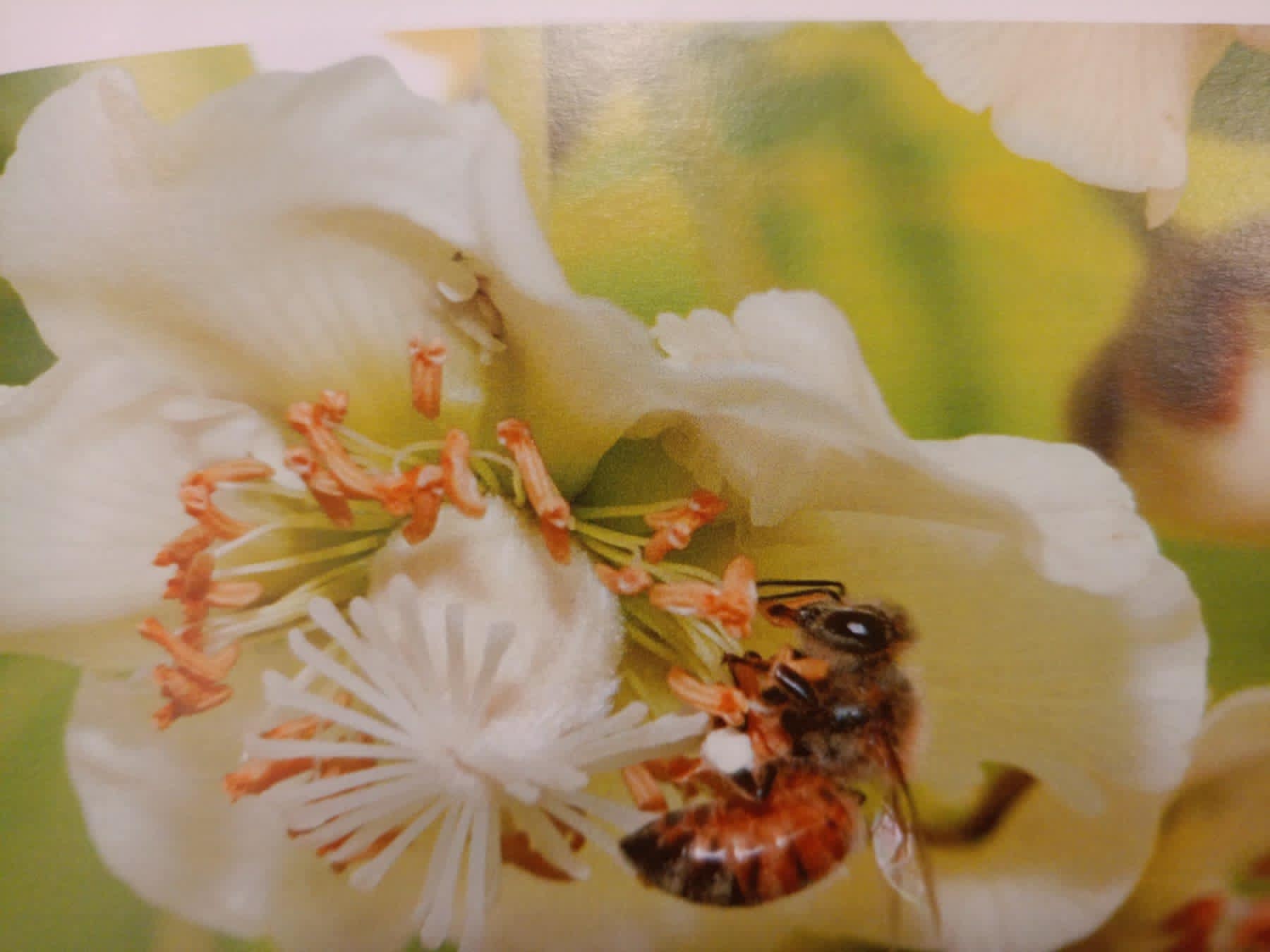 Επικονίαση Ακτινιδίου και Μέλισσες –  Μύθοι και Αλήθειες