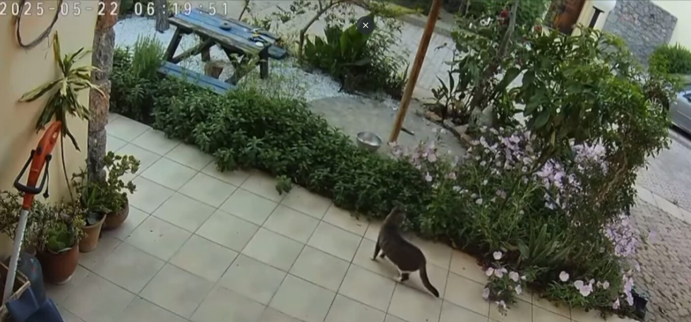 Σεισμός στην Κρήτη: Η γάτα που “προέβλεψε” τη δόνηση (vid)