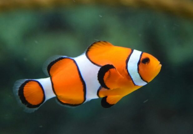 Γιατί συρρικνώνεται το ψάρι «Νέμο»