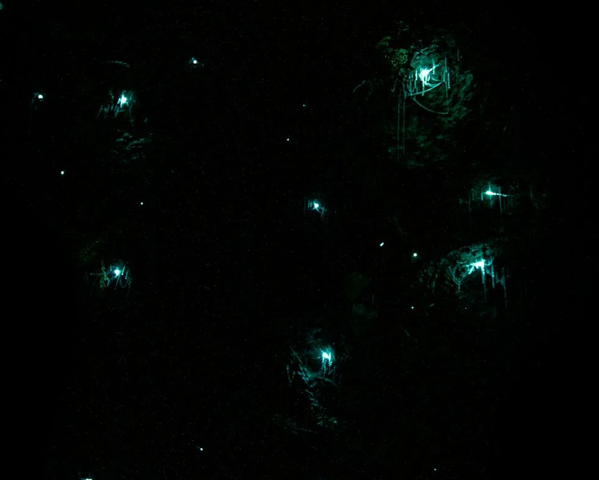 «Blue ghosts»: To σπάνιο φυσικό φαινόμενο με τις φωσφορίζουσες πυγολαμπίδες στη Βόρεια Καρολίνα