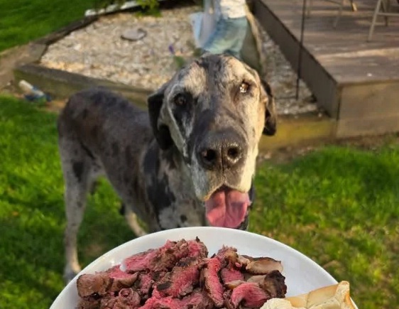 Συγκινητική ανταπόκριση εστιατορίου στο τελευταίο γεύμα αγαπημένου σκύλου*