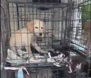 Παράνομο εμπόριο ζώων – Εξιχνίαση υπόθεσης στον Γέρακα (vid)