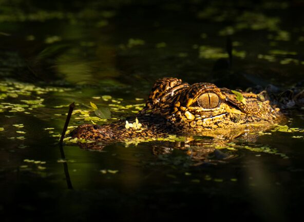 «Αλκατράζ με αλιγάτορες»: Οι ΗΠΑ χτίζουν δομή κράτησης μεταναστών σε τροπικό βάλτο