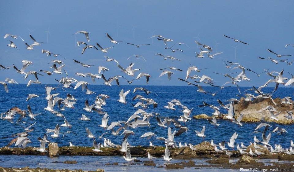 Διεύθυνση Δασών | Οδηγίες για τη διαχείριση περιστατικών εντοπισμού νεαρών γλάρων σε κατοικημένες περιοχές