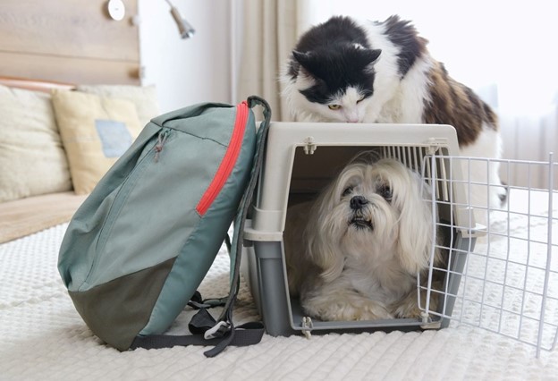 Γιατί το κλουβί και το λουρί σκύλου είναι απαραίτητα για ένα κατοικίδιο;