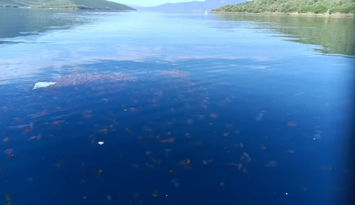 Επιστρέφουν οι μωβ μέδουσες: Ποιες περιοχές αντιμετωπίζουν πρόβλημα