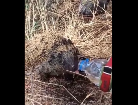 Μια εικόνα χίλιες λέξεις ο Πυροσβέστης που ξεδιψά τον σκαντζόχοιρο! (vid)