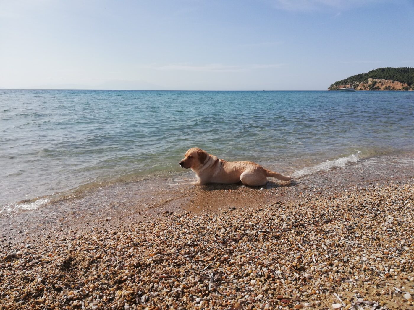 Σκύλος στην Παραλία: Το Facebook βροντοφωνάζει για «δύο μέτρα και δύο σταθμά»