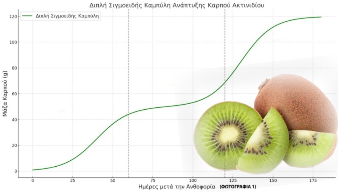 «Μύθοι» και «Αλήθειες» για την αύξηση του καρπού της Ακτινιδιάς