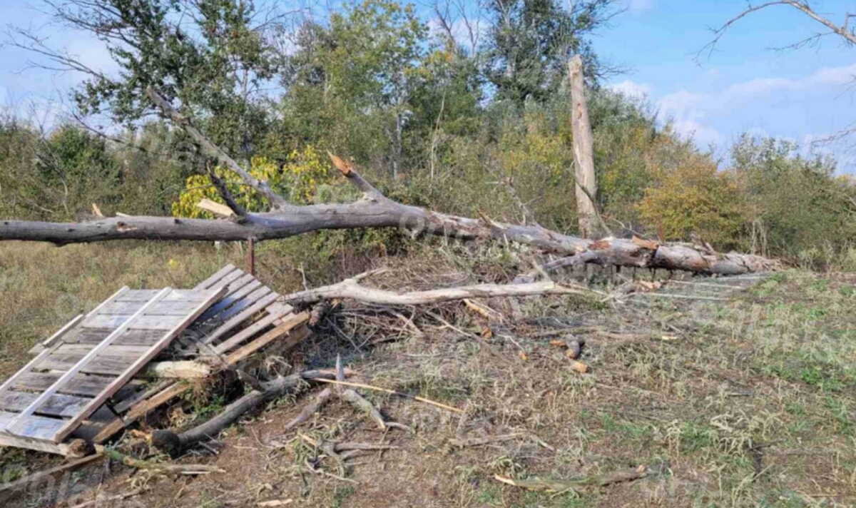 Τραγωδία στον Τρίλοφο: 65χρονος καταπλακώθηκε από δέντρο