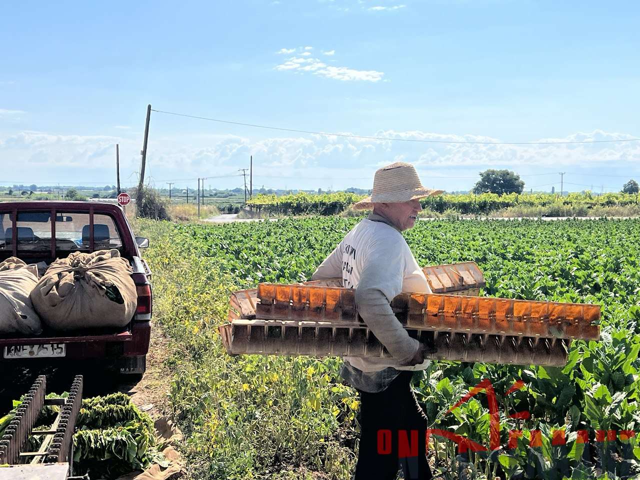 Στα τελευταία καπνοχώραφα της Πιερίας: Γλυκόπικρες αναμνήσεις δύσκολων καλοκαιριών