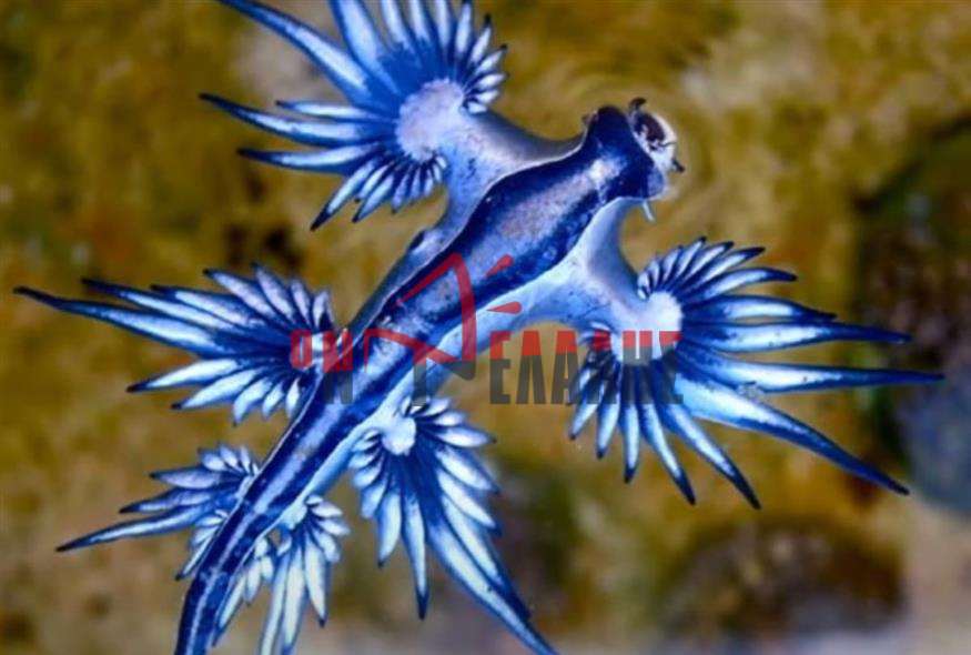 «Μπλε δράκοι» σκορπούν τον τρόμο σε παραλίες της Ισπανίας