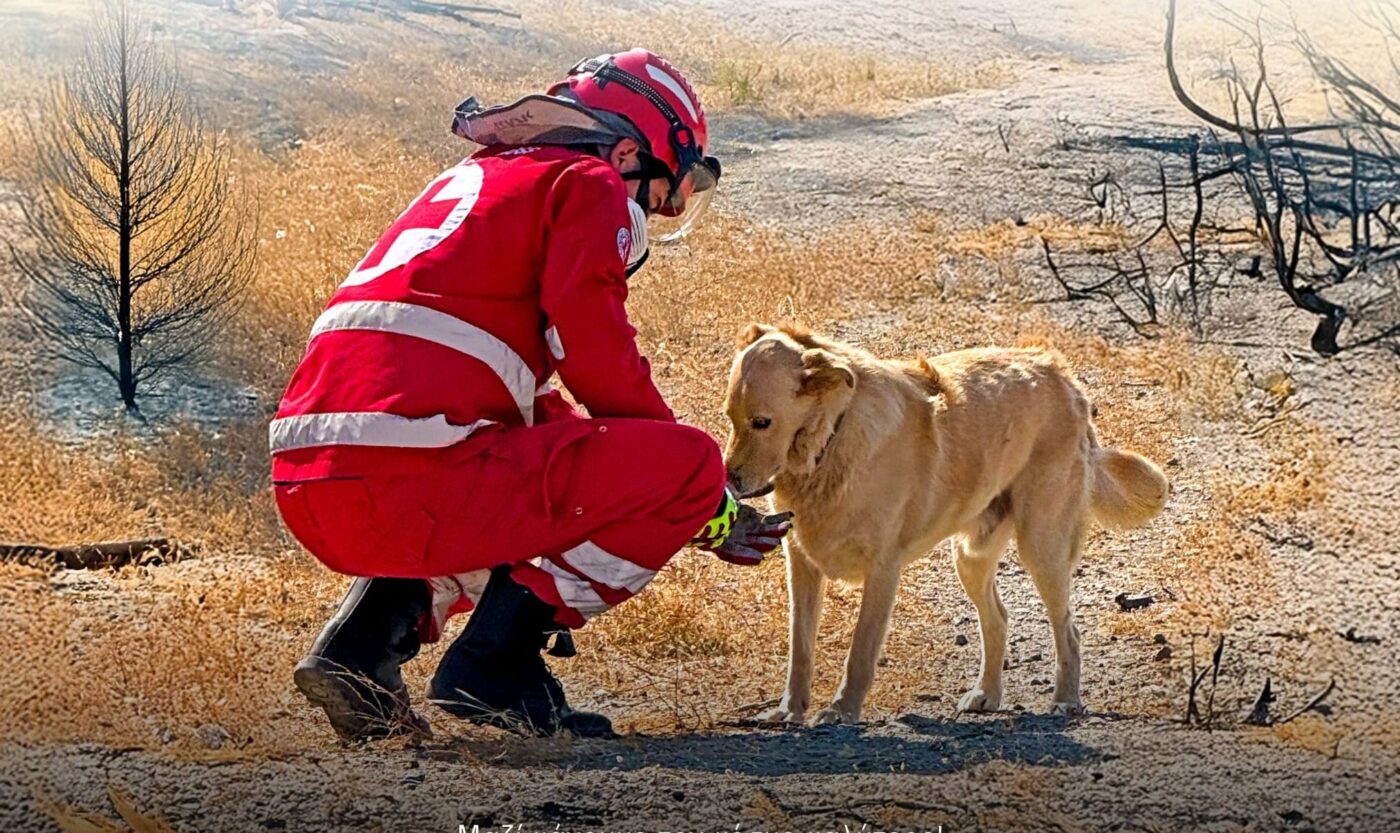 Ερυθρός Σταυρός: Ξεκίνησαν οι εγγραφές για νέους Εθελοντές Σαμαρείτες-Διασώστες