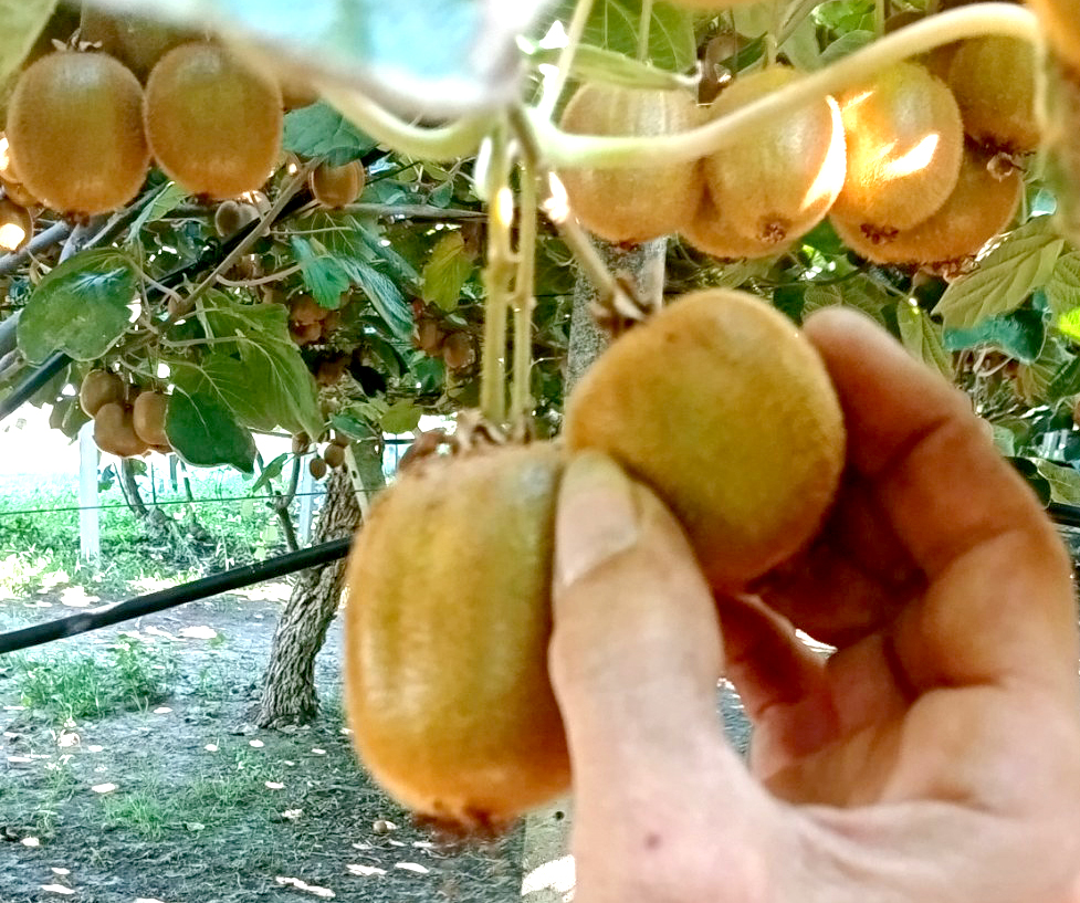 Η Ιστορία του Ακτινιδίου – Μέρος 1ο