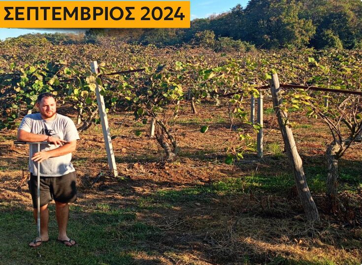 Φυτά ακτινιδίων με Γενικευμένη Εξασθένηση