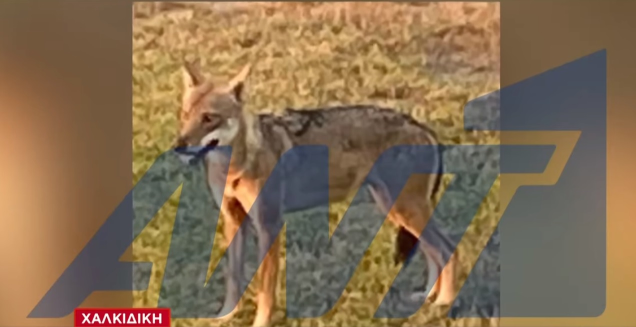 Χαλκιδική: Επίθεση λύκου σε παιδί – Ανησυχία στους κατοίκους