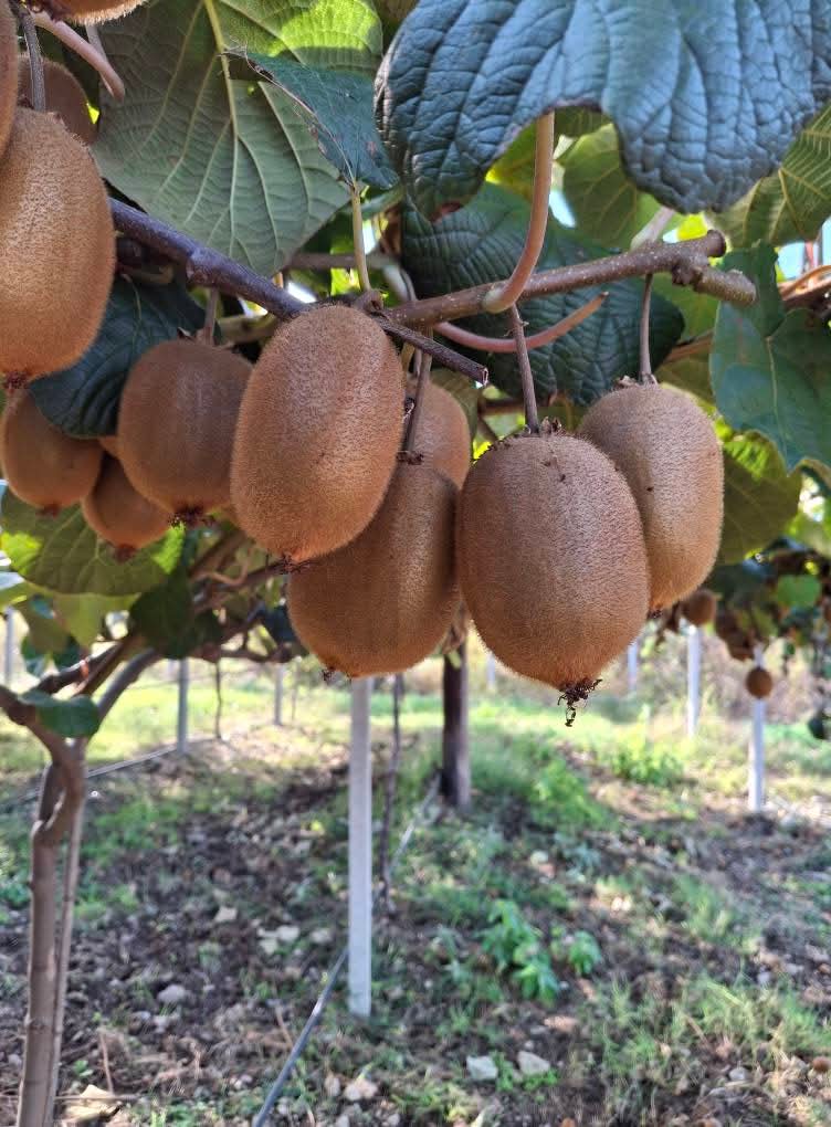 Βασικές συμβουλές για τη σωστή Συγκομιδή Ακτινιδίων