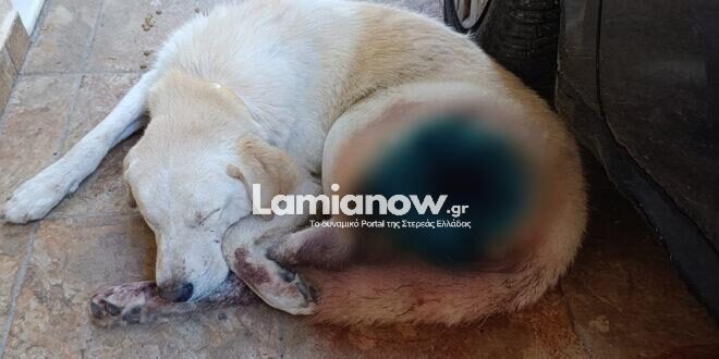 Λαμία: Σοκ από περιστατικό κακοποίησης σκύλου – Δεκάδες σκάγια στο σώμα του ζώου
