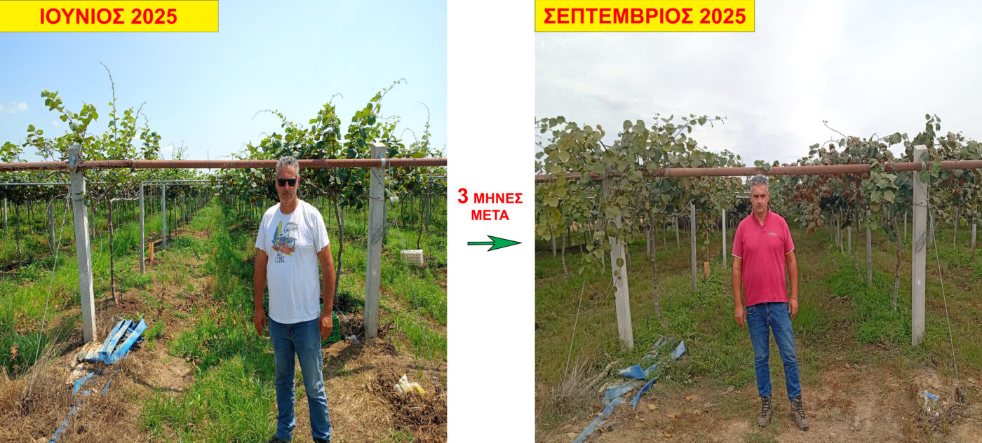 Προσυλλεκτική Φυτοπροστασία Ακτινιδίου ως παράγοντας υγείας του κτήματος και διατηρησιμότητας των καρπών