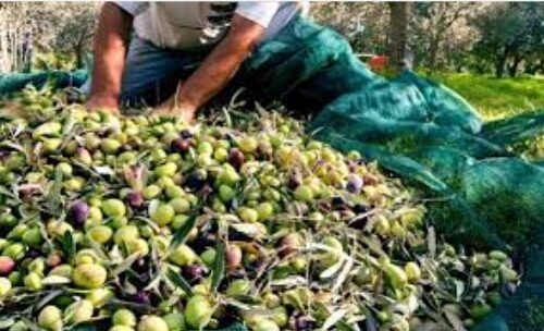 Από τον Οκτώβριο του 2026 υποχρεωτική η δήλωση συγκομιδής ελαιοκάρπου