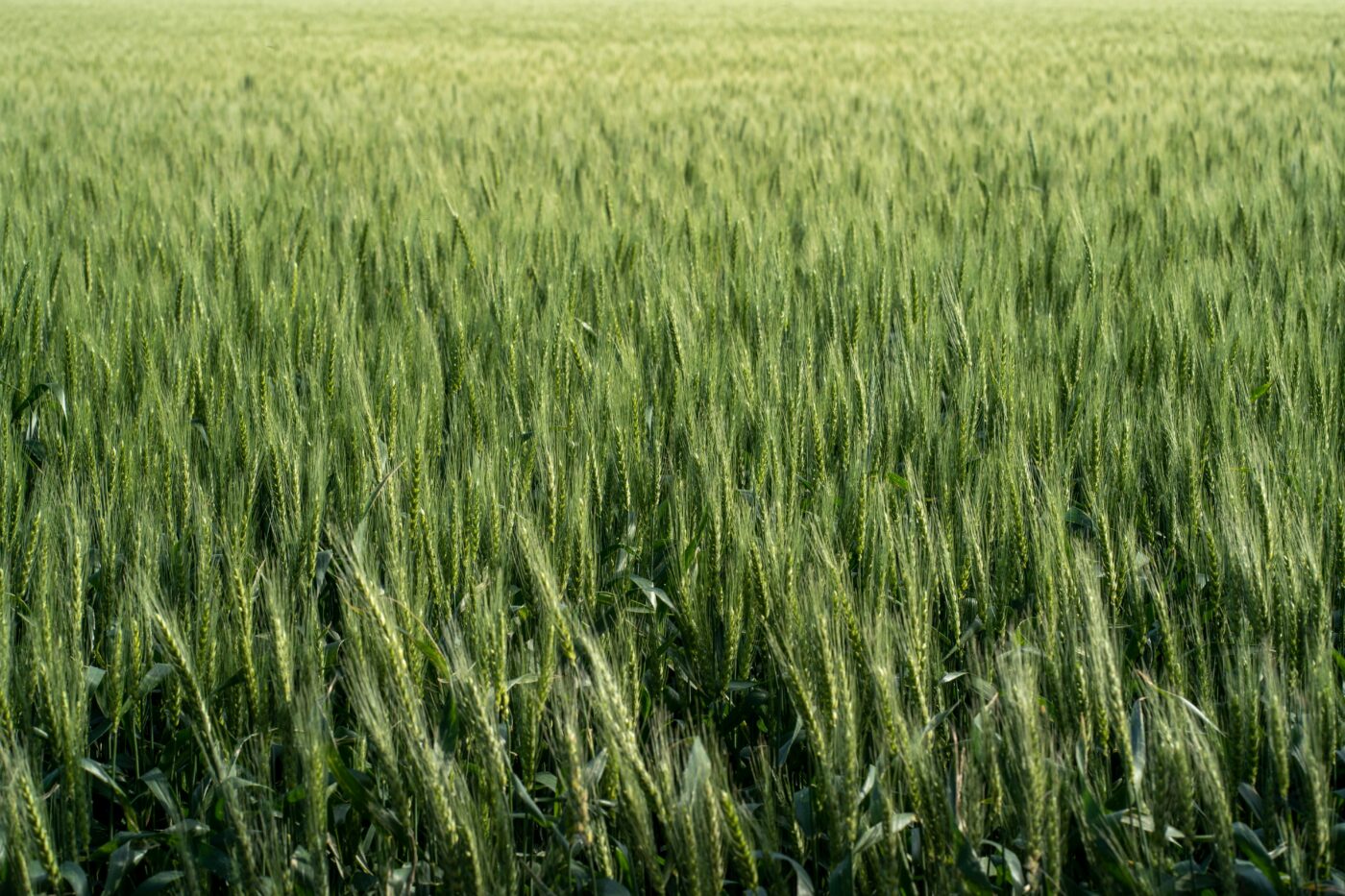Το σιτάρι πέφτει, τα προϊόντα στο ράφι όχι και άρα μέτρα ζητάει η κορυφαία τριτοβάθμια ΕΘΕΑΣ