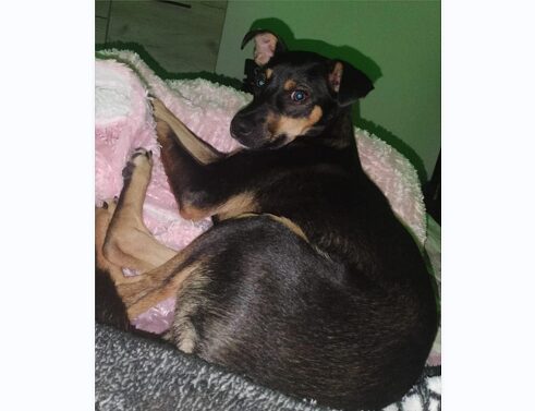 Κατερίνη: Χάθηκε σκυλάκι – Δίνεται αμοιβή