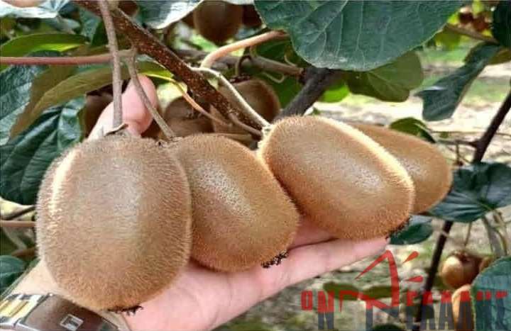 Καρίτσα: Διάλεξη για την ορθολογική λίπανση του ακτινιδίου