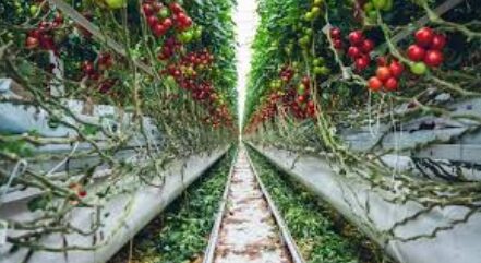 Νέα υδροπονική μονάδα τομάτας 63 εκατ. ευρώ στην Πτολεμαΐδα