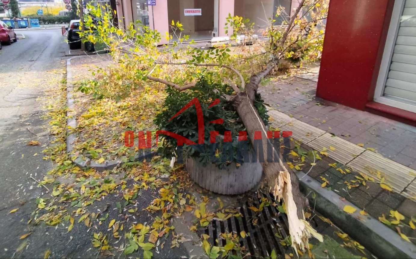 Κατερίνη: Πτώση κλαδιού στο κέντρο της πόλης