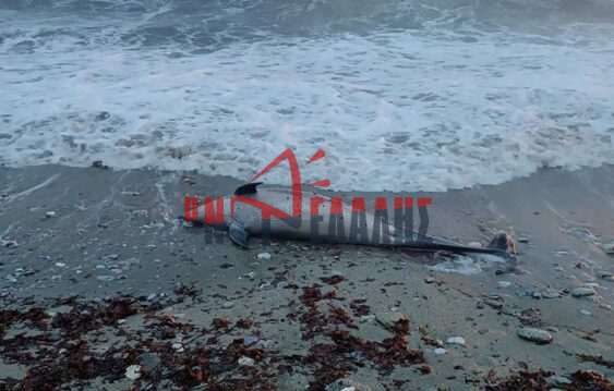 Πιερία: Νεκρό δελφίνι ξεβράστηκε στην παραλία της Λεπτοκαρυάς (vid)