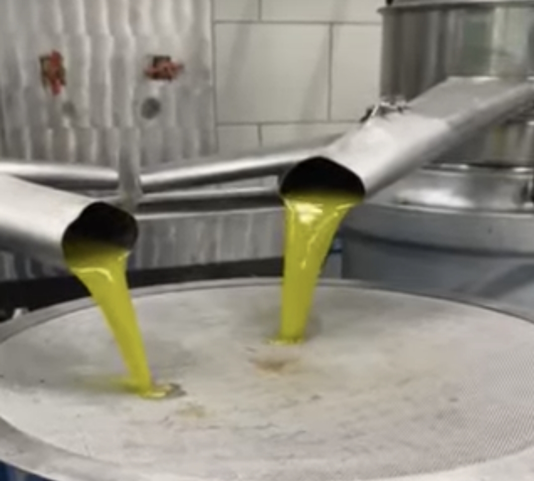 Μέτρια χρονιά για την παραγωγή ελαιολάδου σύμφωνα με τους Μεσσήνιους