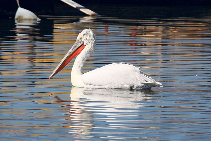 Πρέσπες: Τα αίτια της οικολογικής καταστροφής και η αργή ανάκαμψη των αργυροπελεκάνων