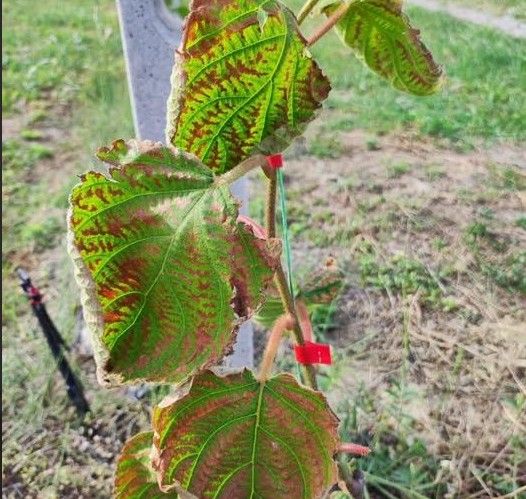 Η πολυετής αμειψισπορά ως βασικός παράγοντας της επιτυχημένης φύτευσης νέων κτημάτων ακτινιδίων