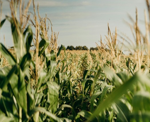 Πιέζει η Αμερική για εξαγωγή μεταλλαγμένης σόγιας – καλαμποκιού στην Ινδία
