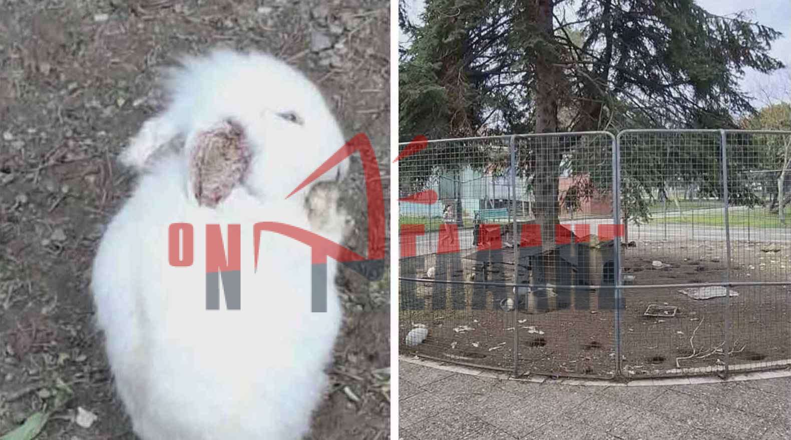 Πάρκο Κατερίνης: Άρρωστα κουνελάκια καταγγέλλει αναγνώστρια