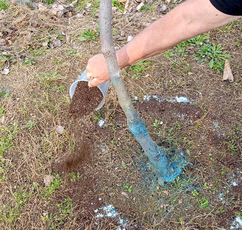 Μύθοι και αλήθειες για την «οργανική» λίπανση της ακτινιδιάς