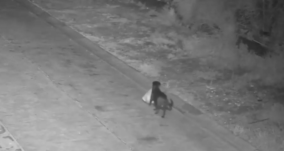 Εκπαίδευσε τον σκύλο του να πετάει σκουπίδια για να αποφύγει τα πρόστιμα